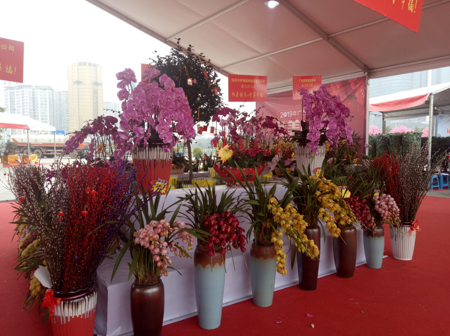 廣西迎春花市 廣西迎春花市